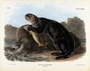 Sea Otter. Enhydra marina, Erxleben, young male. Volume III Plate 137. The Viviparous Quadrupeds of North America (1846-1854). John James Audubon. Digital reproduction, Oppenheimer Field Museum editions.