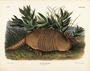 Nine-banded Armadillo. Dasypus peba, Desm, male. Natural size. Plate 146. The Viviparous Quadrupeds of North America (1846-1854). John James Audubon. Digital reproduction, Oppenheimer Field Museum editions.