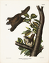 Oregon Flying Squirrel. Pteromys origonensis, Bachman. Natural size. Plate 15. The Viviparous Quadrupeds of North America (1846-1854). John James Audubon. Digital reproduction, Oppenheimer Field Museum editions.