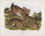 Grey Rabbit. Lepus sylvaticus, Bachman. Natural size. Old and young. Plate 22. The Viviparous Quadrupeds of North America (1846-1854). John James Audubon. Digital reproduction, Oppenheimer Field Museum editions.