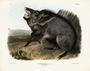 Collared Peccary Dycoteles torquatus. Plate 31. The Viviparous Quadrupeds of North America (1846-1854). John James Audubon.