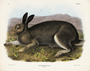 Polar Hare. Lepus glacialis, Leach. Natural size. Plate 32. The Viviparous Quadrupeds of North America (1846-1854). John James Audubon. Digital reproduction, Oppenheimer Field Museum editions.