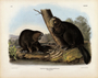 American Beaver Castor fiber Americanus, Plate 46. The Viviparous Quadrupeds of North America (1846-1854). John James Audubon. Digital reproduction, Oppenheimer Field Museum editions.