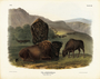 "Bos Americanus. American Bison or Buffalo",. Plate 57. The Viviparous Quadrupeds of North America (1846-1854). John James Audubon. Digital reproduction, Oppenheimer Field Museum editions.