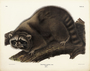 Raccoon. Procyon lotor, Cuvier, male. Natural Size. Plate 61. The Viviparous Quadrupeds of North America (1846-1854). John James Audubon. Digital reproduction, Oppenheimer Field Museum editions.