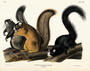 Fox Squirrel. Sciurus capistratus, Bosc. Natural size. Plate 68. The Viviparous Quadrupeds of North America (1846-1854). John James Audubon. Digital reproduction, Oppenheimer Field Museum editions.