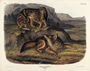 Prairie Wolf, [coyote] Canis latrans. Volume II Plate 71. The Viviparous Quadrupeds of North America (1846-1854). John James Audubon. Digital reproduction, Oppenheimer Field Museum editions.