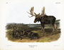 Moose Deer. Cervus alces, Linn, old male & young. Plate 76. The Viviparous Quadrupeds of North America (1846-1854). John James Audubon. Digital reproduction, Oppenheimer Field Museum editions.