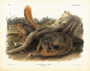 Say's Squirrel. Sciurus sayi, Aud & Bach. Natural size. Plate 89. The Viviparous Quadrupeds of North America (1846-1854). John James Audubon. Digital reproduction, Oppenheimer Field Museum editions.