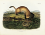 Black Footed Ferret Putorius nigripes. Plate 93. The Viviparous Quadrupeds of North America (1846-1854). John James Audubon. Digital reproduction, Oppenheimer Field Museum editions.