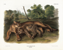 Cougar. Felis concolor, Linn, female and young. Plate 97. The Viviparous Quadrupeds of North America (1846-1854). John James Audubon. Digital reproduction, Oppenheimer Field Museum editions.