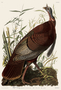 Wild Turkey, Male. Meleagris Gallopavo. John James Audubon Birds. Plate 1.