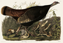 Wild Turkey, Female. Meleagris gallopavo. John James Audubon Birds. Plate 6.