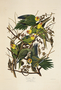 Carolina Parrot. John James Audubon Birds. Plate 26. Digital reproduction, Oppenheimer Field Museum editions.