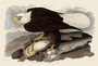 White-headed Eagle. John James Audubon Birds. Plate 31. Digital reproduction, Oppenheimer Field Museum editions.