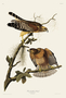 Red-Shouldered Hawk. John James Audubon Birds. Plate 56. Digital reproduction, Oppenheimer Field Museum editions.