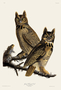 Great Horned Owl. John James Audubon Birds. Plate 61. Digital reproduction, Oppenheimer Field Museum editions.