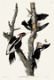 Ivory-billed Woodpecker. John James Audubon Birds. Plate 66. Digital reproduction, Oppenheimer Field Museum editions.