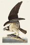 Fish Hawk or Osprey. John James Audubon Birds. Plate 81. Digital reproduction, Oppenheimer Field Museum editions.