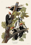 Pileated Woodpecker. John James Audubon Birds. Plate 111. Digital reproduction, Oppenheimer Field Museum editions.