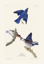 Blue Bird. John James Audubon Birds. Plate 113. Digital reproduction, Oppenheimer Field Museum editions.