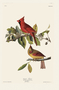 Cardinal Grosbeak. John James Audubon Birds. Plate 159. Digital reproduction, Oppenheimer Field Museum editions.