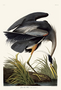 Great Blue Heron. John James Audubon Birds. Plate 211. Digital reproduction, Oppenheimer Field Museum editions.