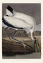 Wood Ibis. John James Audubon Birds. Plate 216. Digital reproduction, Oppenheimer Field Museum editions.