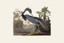 Louisiana Heron. John James Audubon Birds. Plate 217. Digital reproduction, Oppenheimer Field Museum editions.