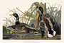 Mallard Duck. John James Audubon Birds. Plate 221. Digital reproduction, Oppenheimer Field Museum editions.