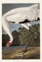 Whooping Crane. John James Audubon Birds. Plate 226. Digital reproduction, Oppenheimer Field Museum editions.