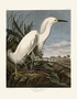 Snowy Heron. John James Audubon Birds. Plate 242. Digital reproduction, Oppenheimer Field Museum editions.