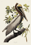 Brown Pelican, Adult. John James Audubon Birds. Plate 251. Digital reproduction, Oppenheimer Field Museum editions.