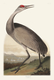 Hooping Crane. John James Audubon Birds. Plate 261. Digital reproduction, Oppenheimer Field Museum editions.