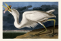 Great White Heron. John James Audubon Birds. Plate 281. Digital reproduction, Oppenheimer Field Museum editions.