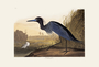 Little Blue Heron. John James Audubon Birds. Plate 307. Digital reproduction, Oppenheimer Field Museum editions.