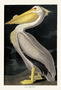 American White Pelican. John James Audubon Birds. Plate 311. Digital reproduction, Oppenheimer Field Museum editions.