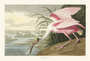 Roseate Spoonbill. John James Audubon Birds. Plate 321. Digital reproduction, Oppenheimer Field Museum editions.