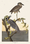 Yellow-crowned Heron. John James Audubon Birds. Plate 336. Digital reproduction, Oppenheimer Field Museum editions.