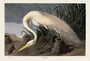 White Heron. John James Audubon Birds. Plate 386. Digital reproduction, Oppenheimer Field Museum editions.