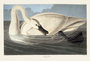 Trumpeter Swan, Adult. John James Audubon Birds. Plate 406. Digital reproduction, Oppenheimer Field Museum editions.