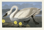 Common American Swan. John James Audubon Birds. Plate 411. Digital reproduction, Oppenheimer Field Museum editions.