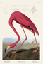 American Flamingo. John James Audubon Birds. Plate 431. Digital reproduction, Oppenheimer Field Museum editions.