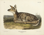 Common American Deer. Cervus Virginianus, Pennant, fawn. Natural size. Plate 81. The Viviparous Quadrupeds of North America (1846-1854). John James Audubon. Digital reproduction, Oppenheimer Field Museum editions.