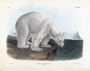 Polar Bear. Ursus maritimus. Volume II Plate 91. The Viviparous Quadrupeds of North America (1846-1854). John James Audubon. Digital reproduction, Oppenheimer Field Museum editions.