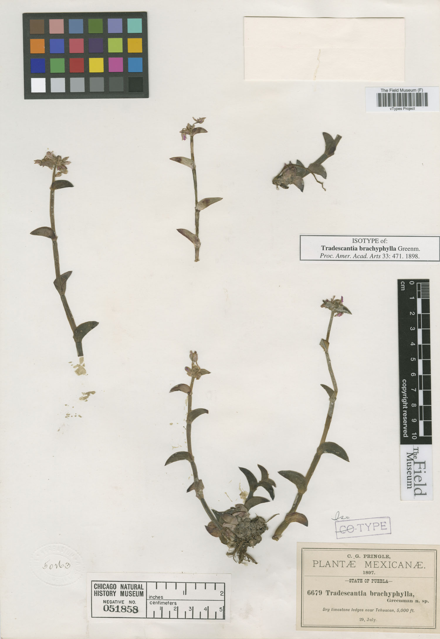 Tradescantia brachyphylla image