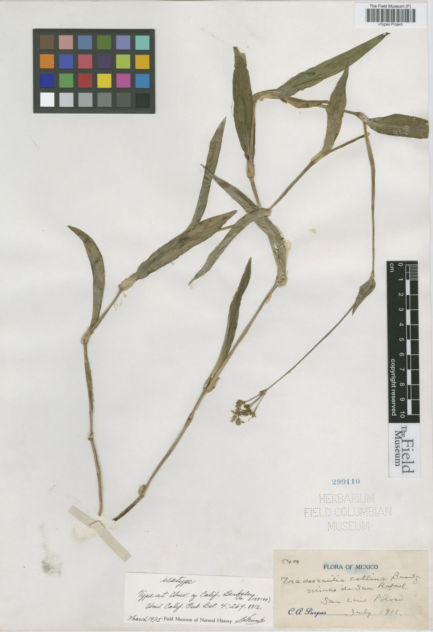 Gibasis karwinskyana subsp. karwinskyana image
