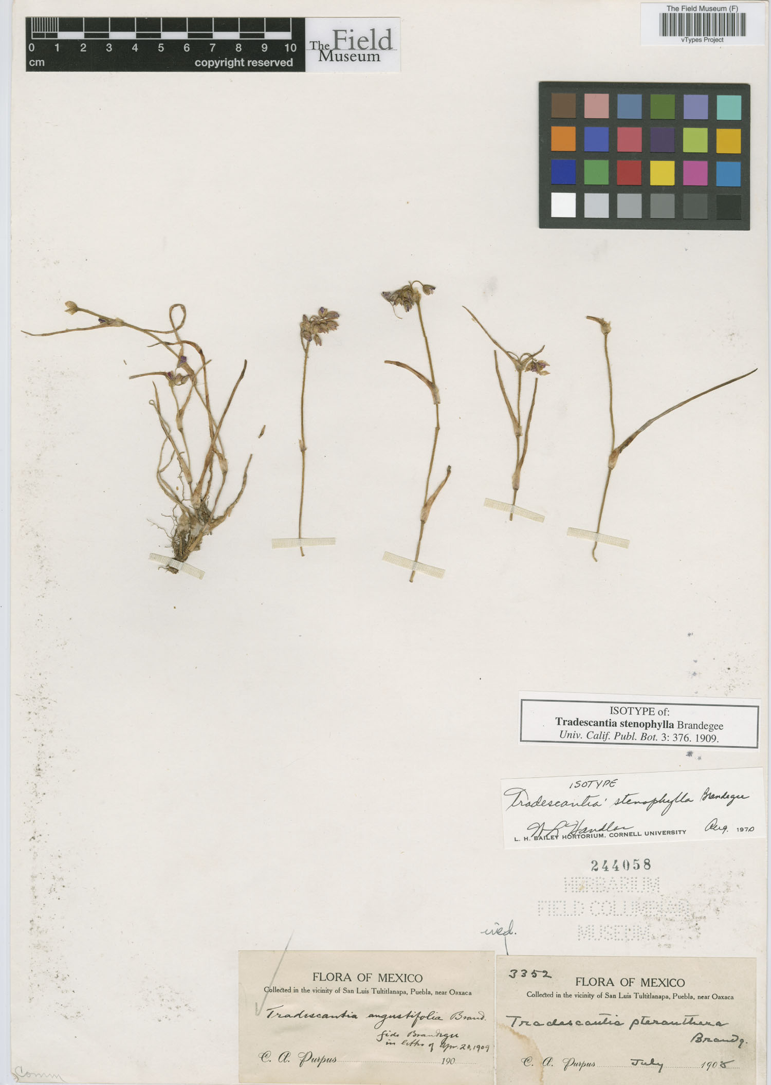 Tradescantia stenophylla image