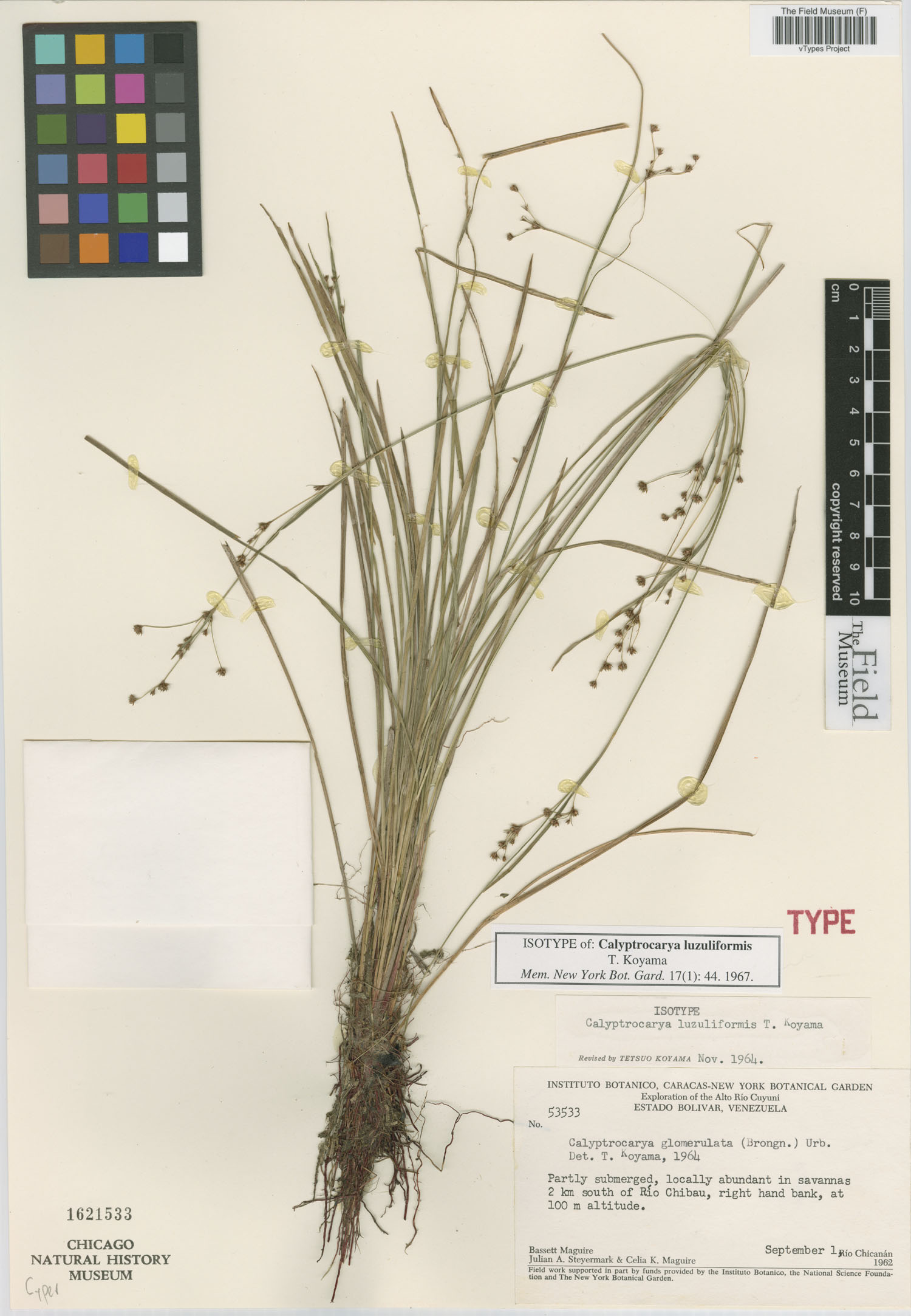 Calyptrocarya luzuliformis image