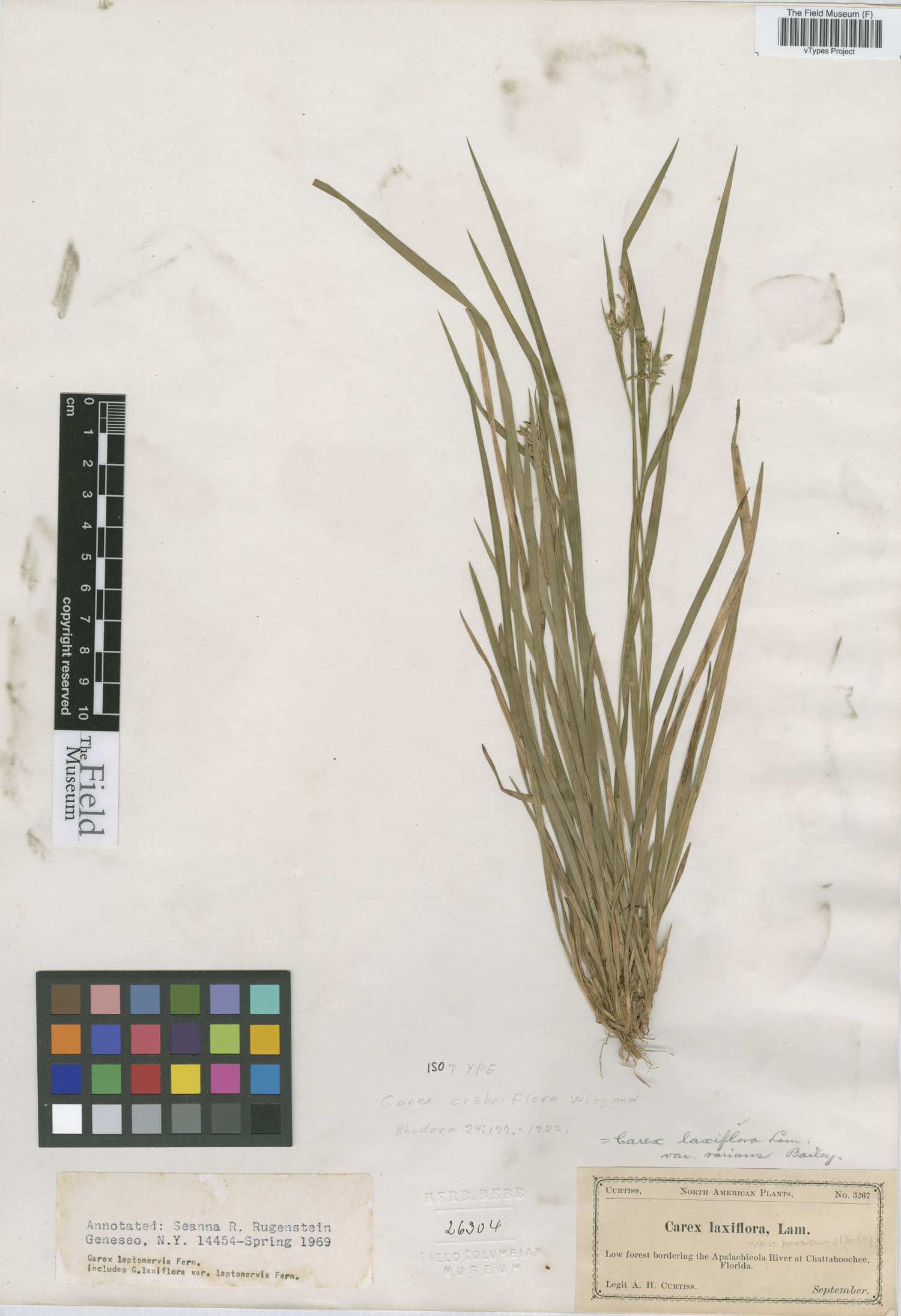 To Field Museum Herbarium (Carex crebriflora Wiegand F26304 isotype 1)